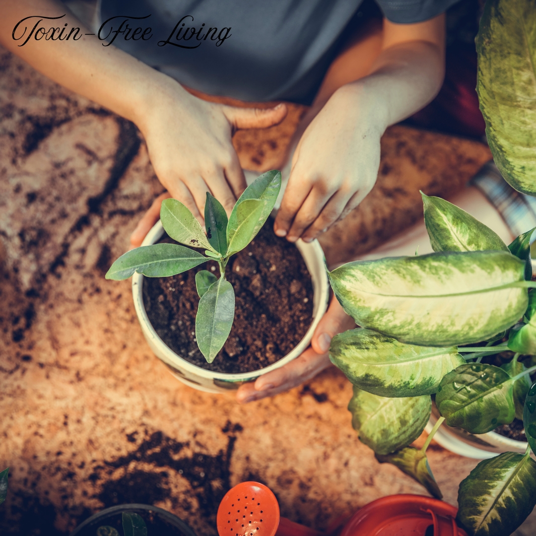 Plant Care